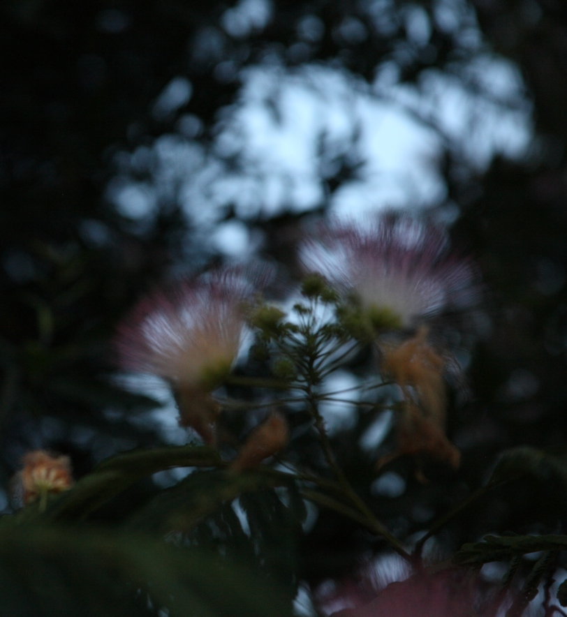 mimosa flowers in the evening