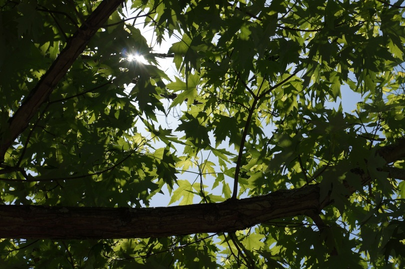 sun shining through maple leaves